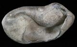 Fossil Whale Ear Bone - Miocene #40321-1
